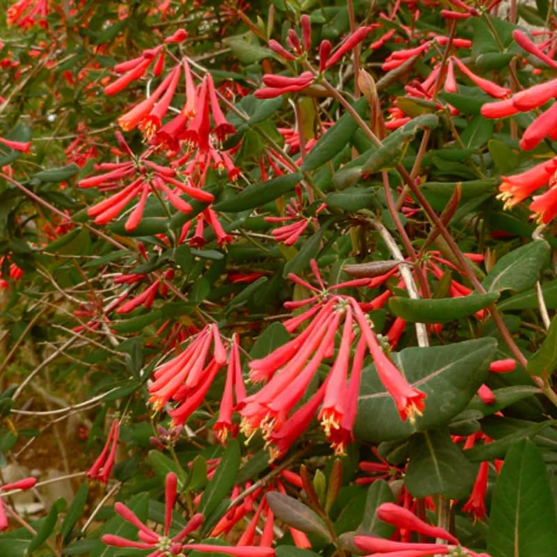 Dropmore Scarlet Honeysuckle Plant Live - Fragrant Climbing Vine with 2.5 Inch Pot | Perfect for Garden Trellis, Fence Covering & Attracting Hummingbirds