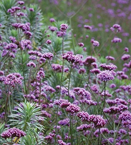 50 Deep Lilac Flower Seeds - Showy Purple Blooms for Garden, Landscaping & Bouquets