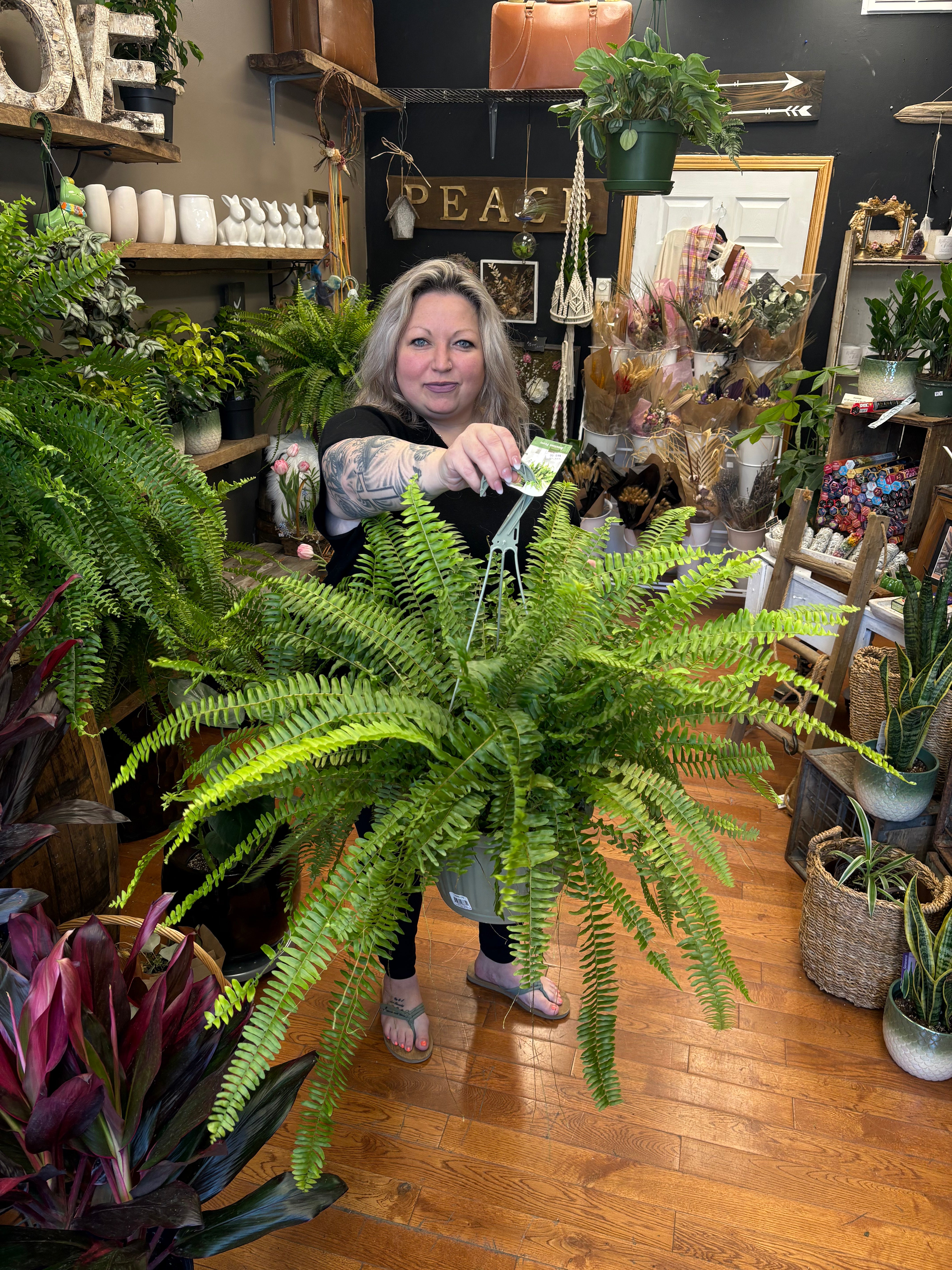 Boston Fern Hanging Basket - Lush Indoor & Outdoor Hanging Plant for Home, Patio, and Garden Decor
