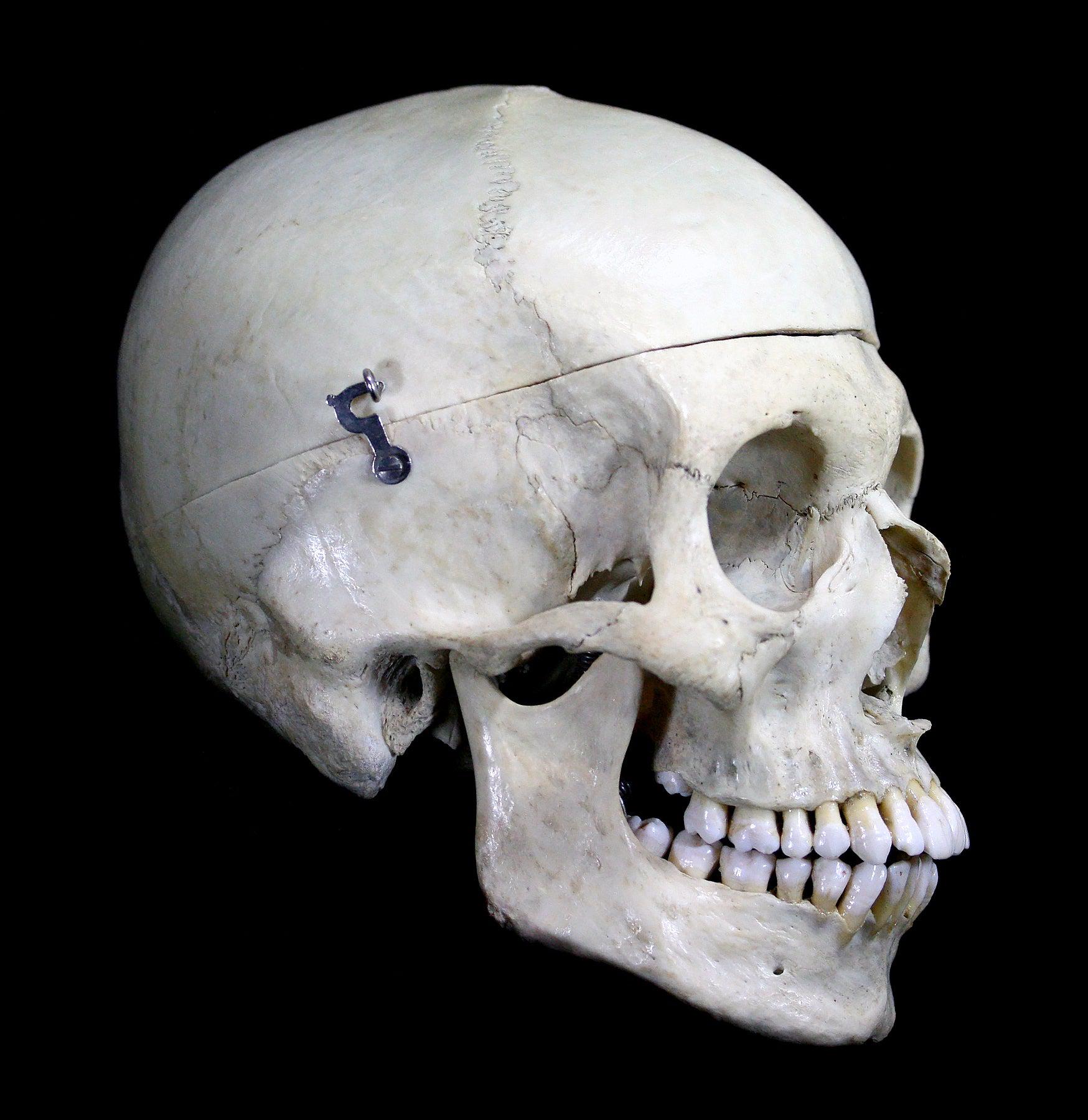 Realistic Male Human Skull Replica - Perfect for Halloween Decor, Medical Study & Anatomy Education - Durable & Lifelike Design for Home, Classroom & Office Display