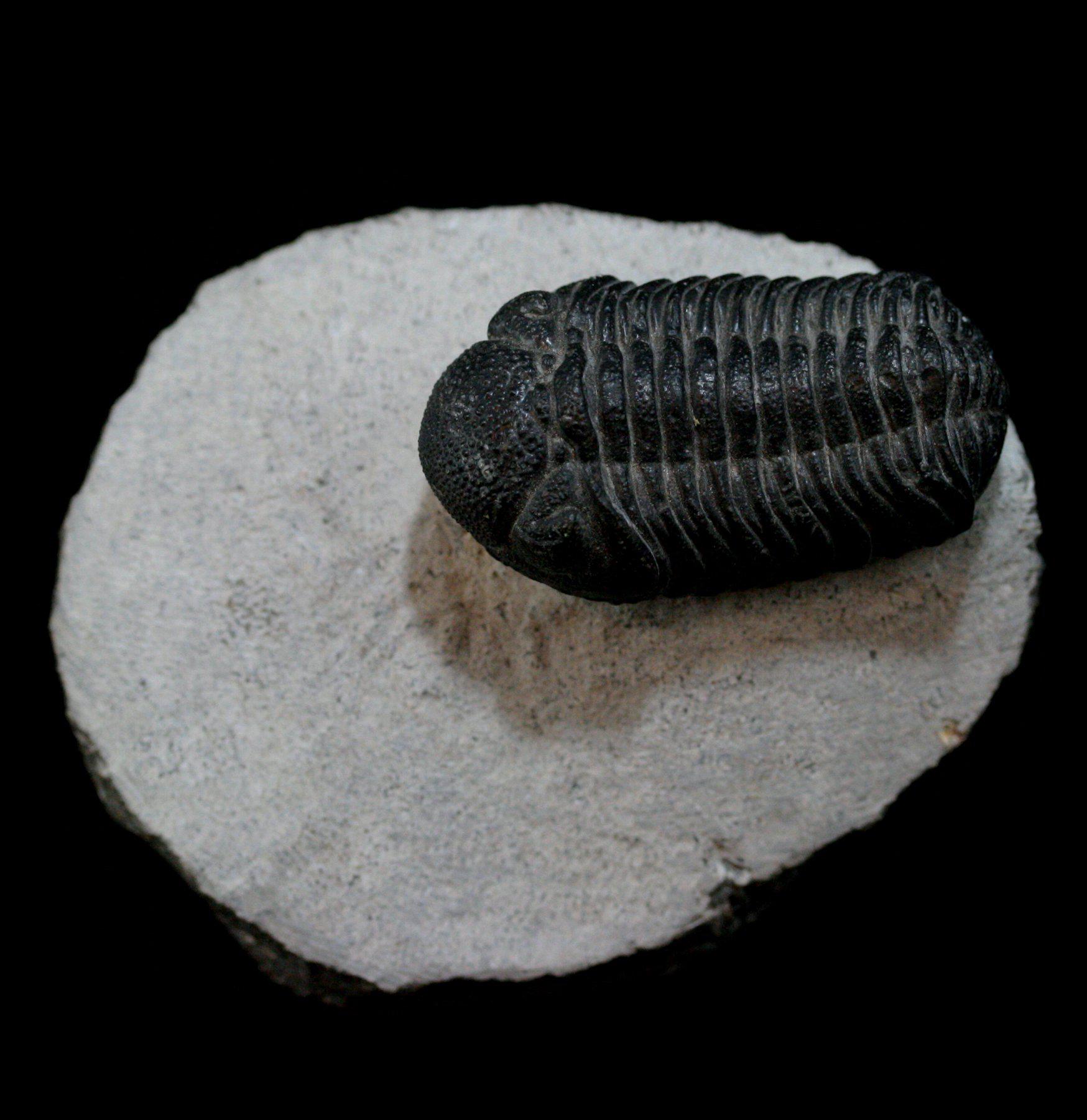 Authentic Trilobite Phacops Fossil - Natural Prehistoric Specimen for Collectors & Education - Perfect for Home Decor, Classroom Display & Paleontology Enthusiasts