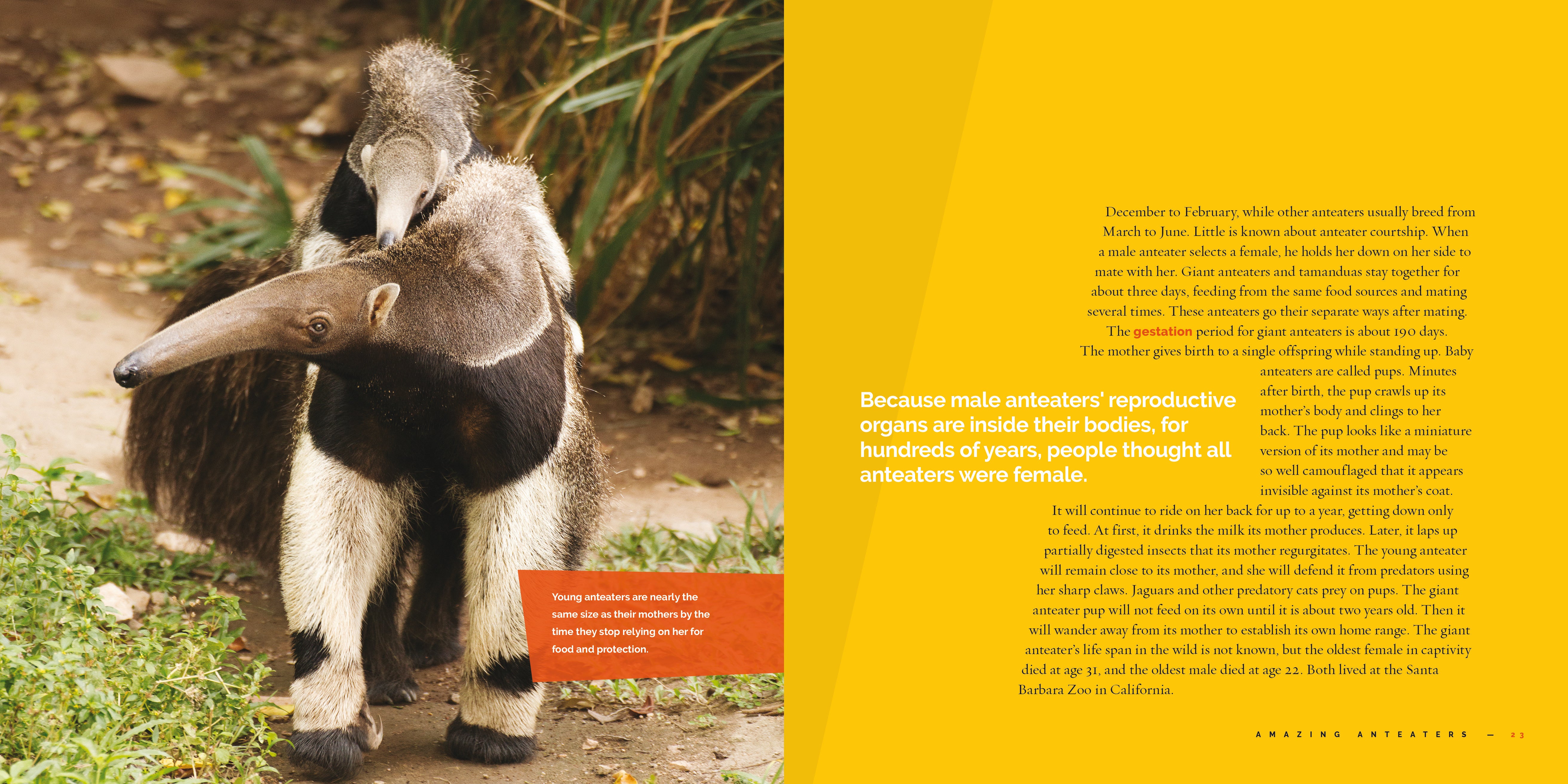 Anteaters Book 9781640267701 - Learn About Anteaters, Their Habitat & Behavior - Perfect for Kids, Animal Lovers & Science Enthusiasts