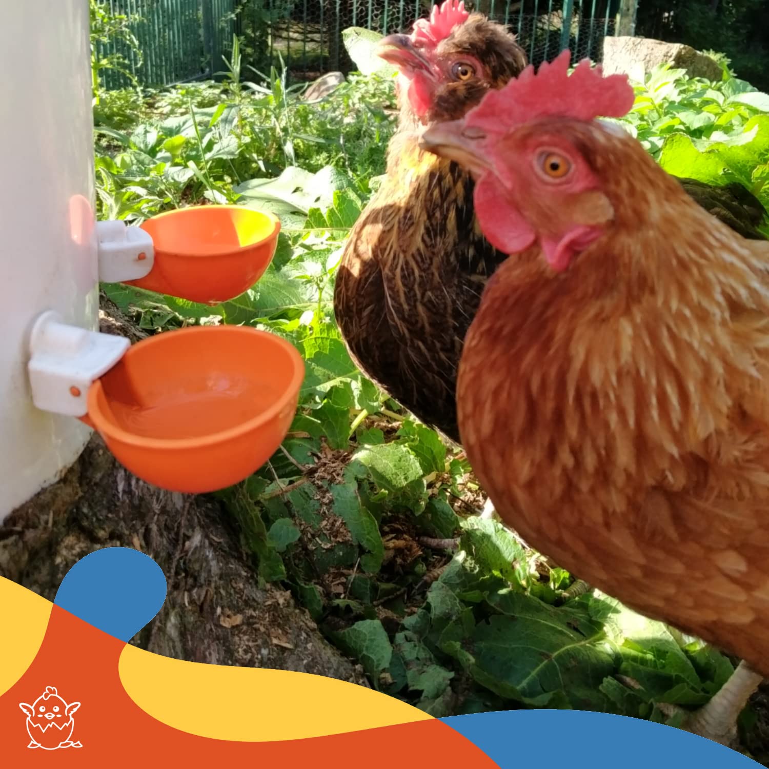 Lil'Clucker Chicken Waterer Cups 10 Pack - 5 Orange & 5 Blue Poultry Drinking Cups for Chickens, Ducks, and Birds - Perfect for Coops, Farms, and Backyard Poultry Care