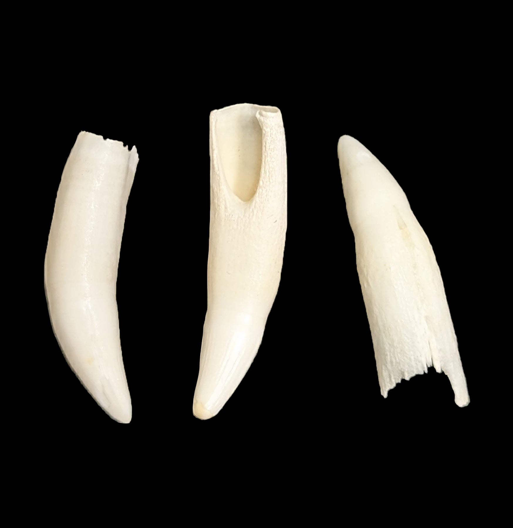 Authentic Alligator Tooth - Genuine Collectible for Jewelry Making, Crafts & Home Decor | Perfect for DIY Projects, Taxidermy & Unique Gifts