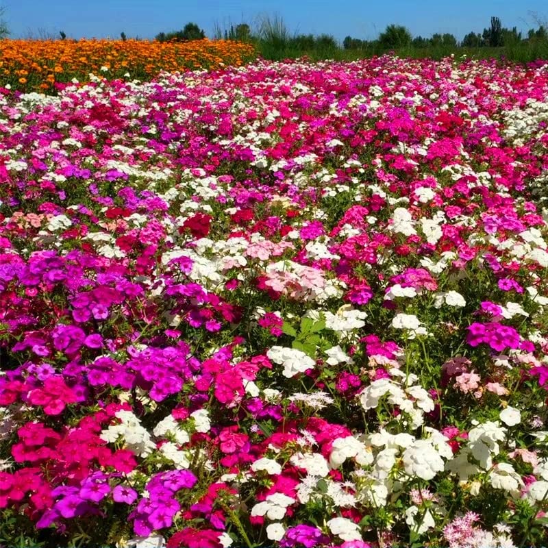 1200+ Mixed Phlox Seeds - Creeping Perennial Ground Cover Flowers - Popstars Phlox Subulata for Rock Gardens & Landscaping