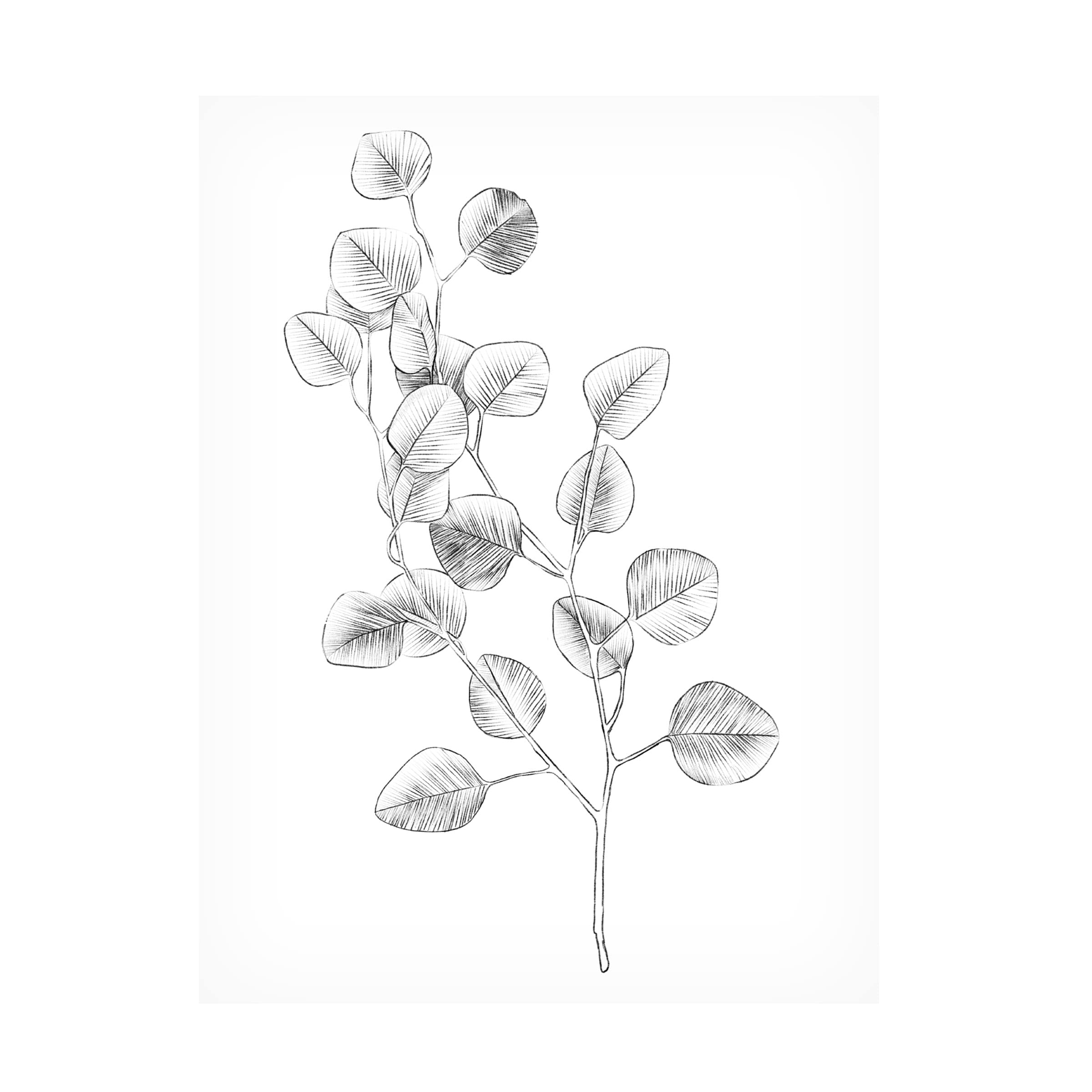 Emma Scarvey 'Eucalyptus Sketch IV' Canvas Wall Art Print - Modern Botanical Home Decor for Living Room, Bedroom & Office