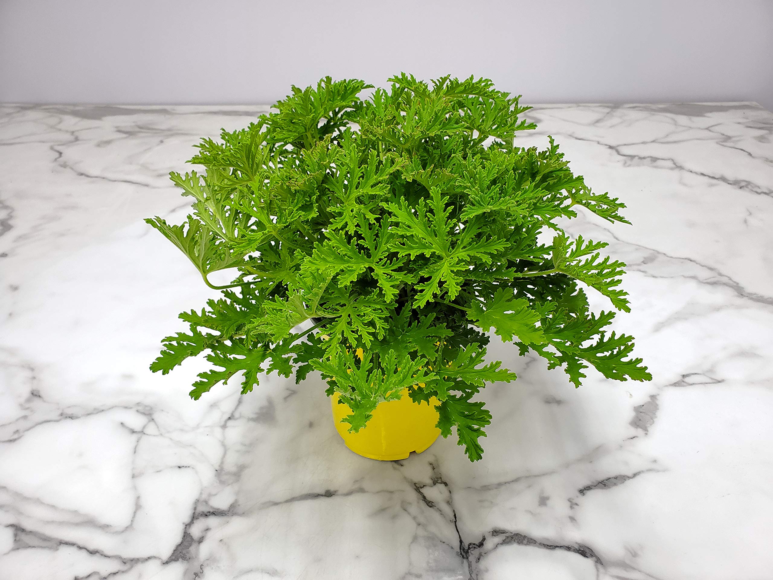 Citronella Mosquito Plant (Pelargonium Citrosum) - Live Outdoor Plant 12