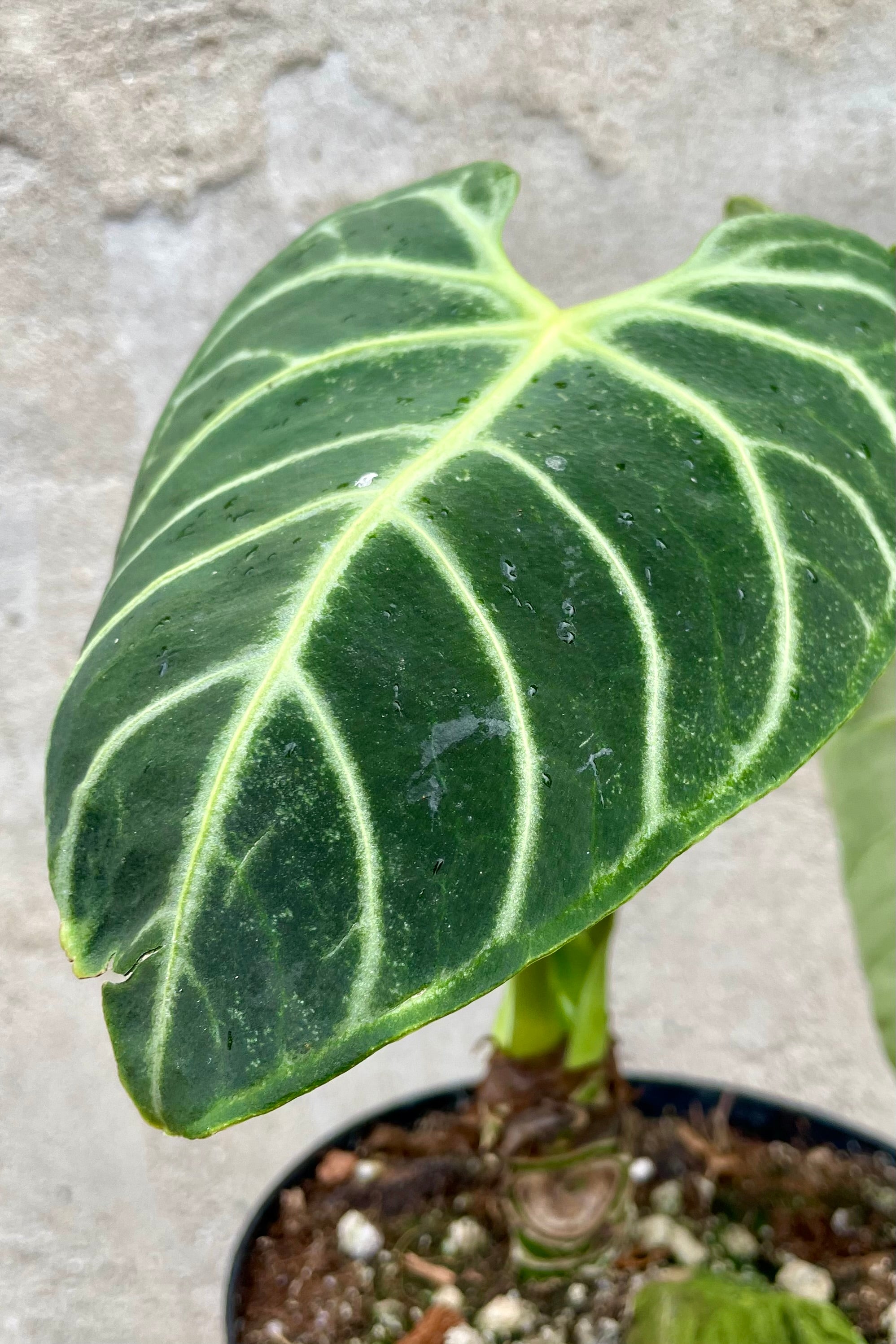 Anthurium Regale 6