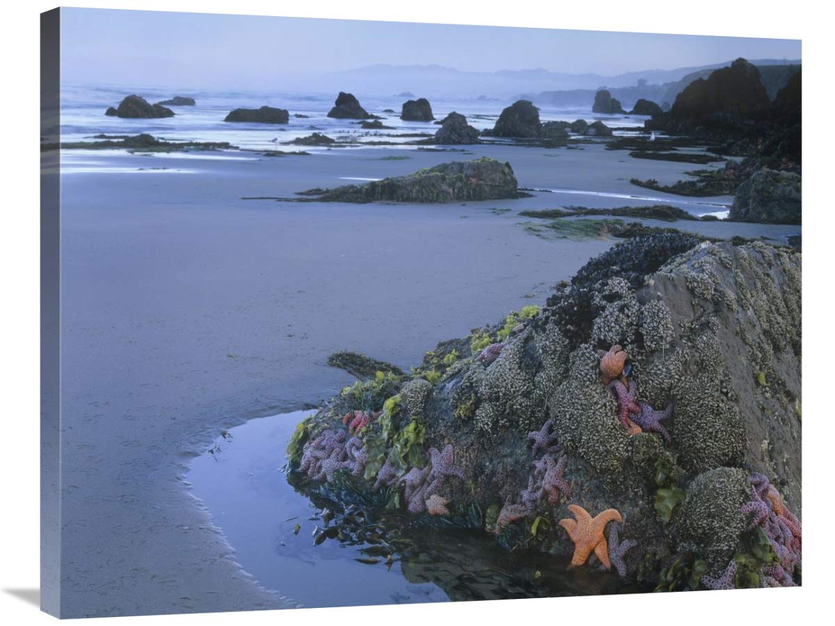28 x 35 Inch Ochre Sea Stars at Low Tide Art Print - Miwok Beach, Sonoma California Coastal Wall Decor by Tim Fitzharris - Perfect for Beach House, Living Room or Office Decor