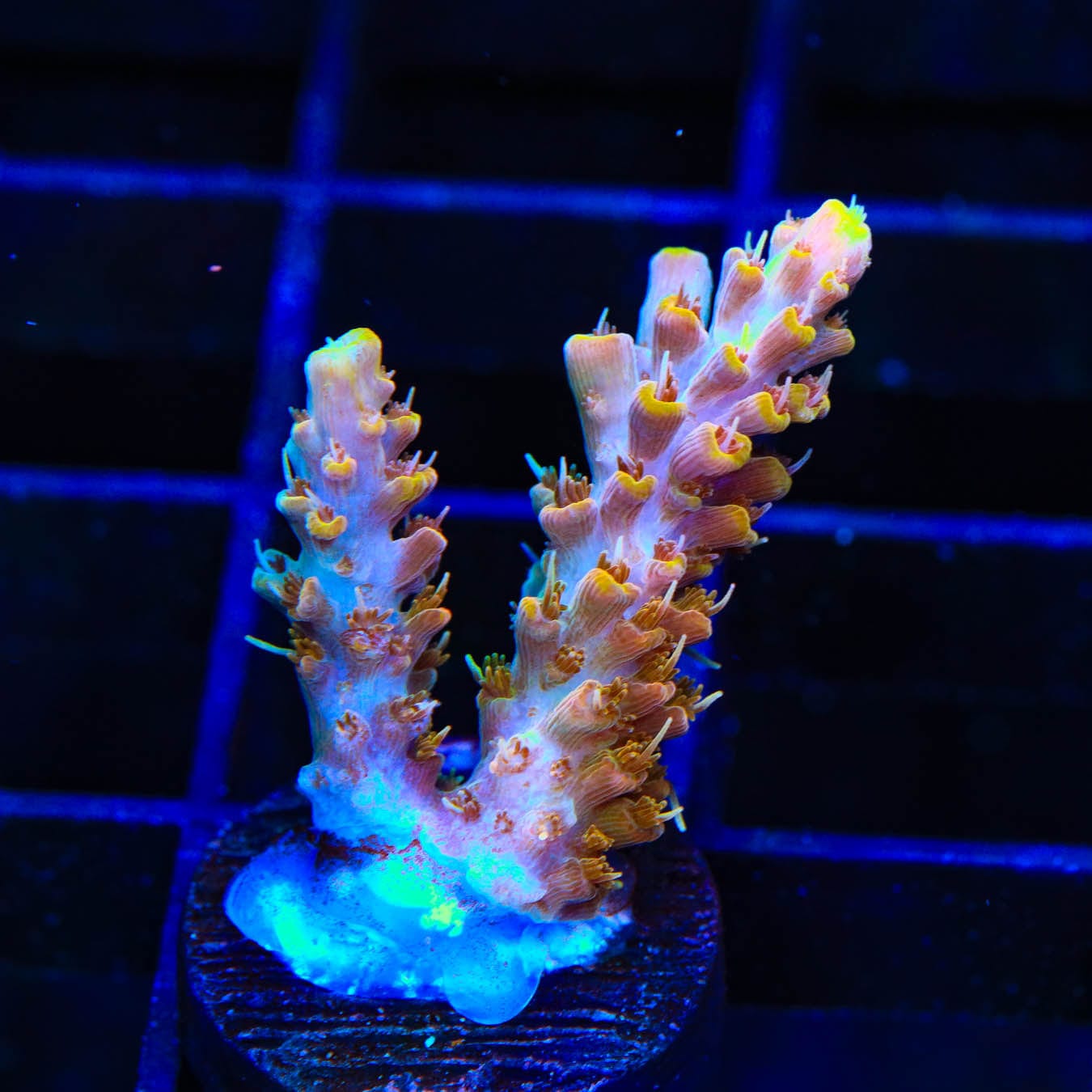 Premium CC Voodoo Majick Acropora Coral for Saltwater Aquariums - Vibrant SPS Coral for Reef Tanks & Marine Displays