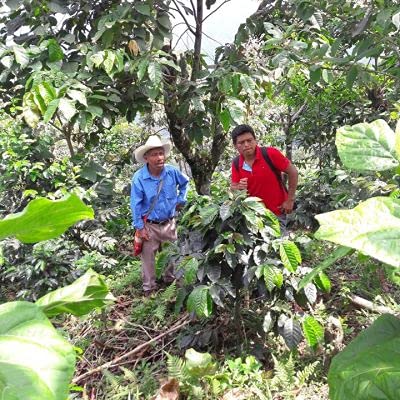 Fair Trade Organic Guatemalan Coffee - Medium Roast Arabica Beans for Home & Office Brewing