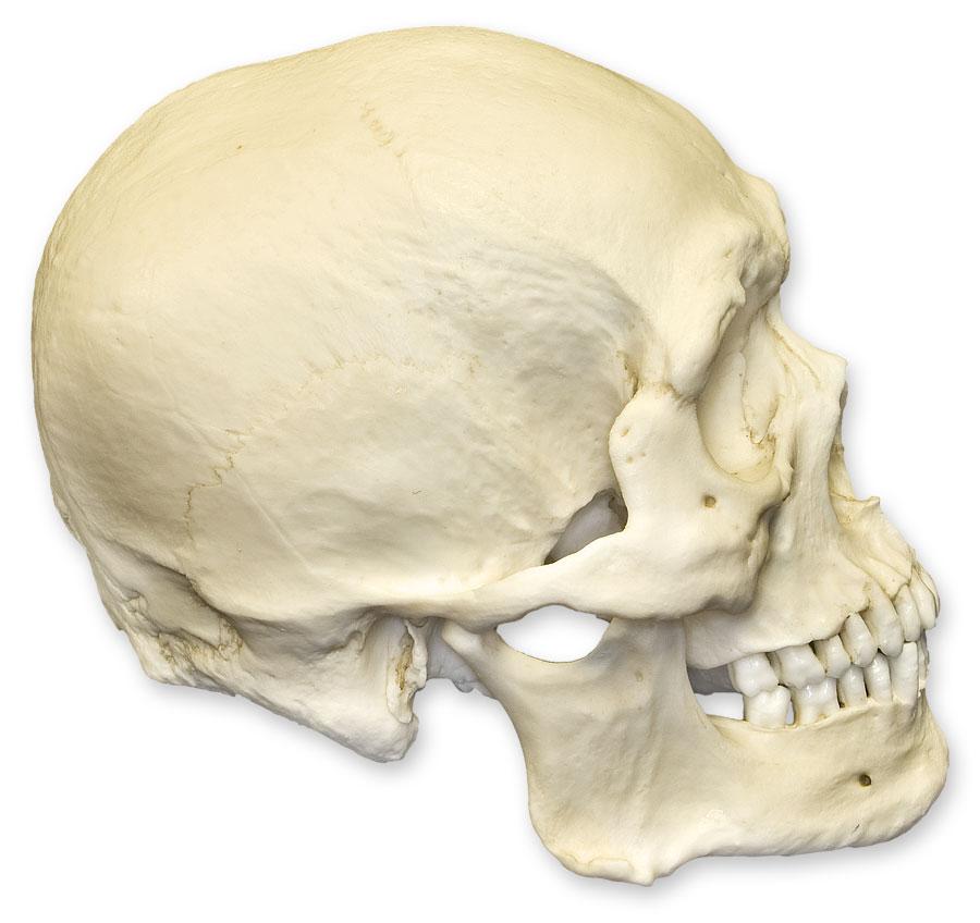 Authentic Replica Human Skull Model - Durable Asian Male Skull for Medical Study, Halloween Decor & Anatomy Education