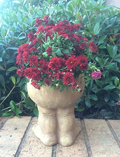Muggly's Homestyles 37395 Sisters Daisy and Suzy Q 12-Inch Face Planter - Stone Wash Garden Statue for Outdoor Decor, Patio, Yard, and Flower Bed Decoration