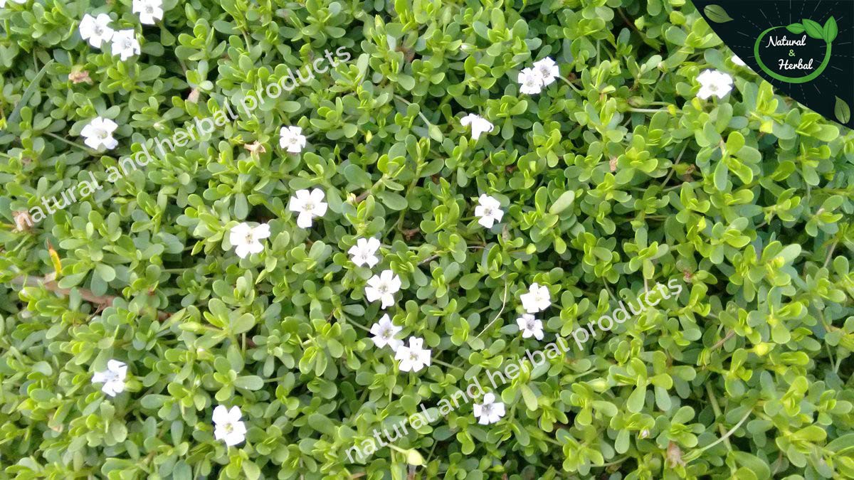 Organic Brahmi Powder (Bacopa Monnieri) - 200g | Natural Hair Growth & Skin Care Supplement | Promotes Brain Function & Immunity | For Hair Masks, Face Masks & Wellness Drinks | USDA Certified Herbal Remedy