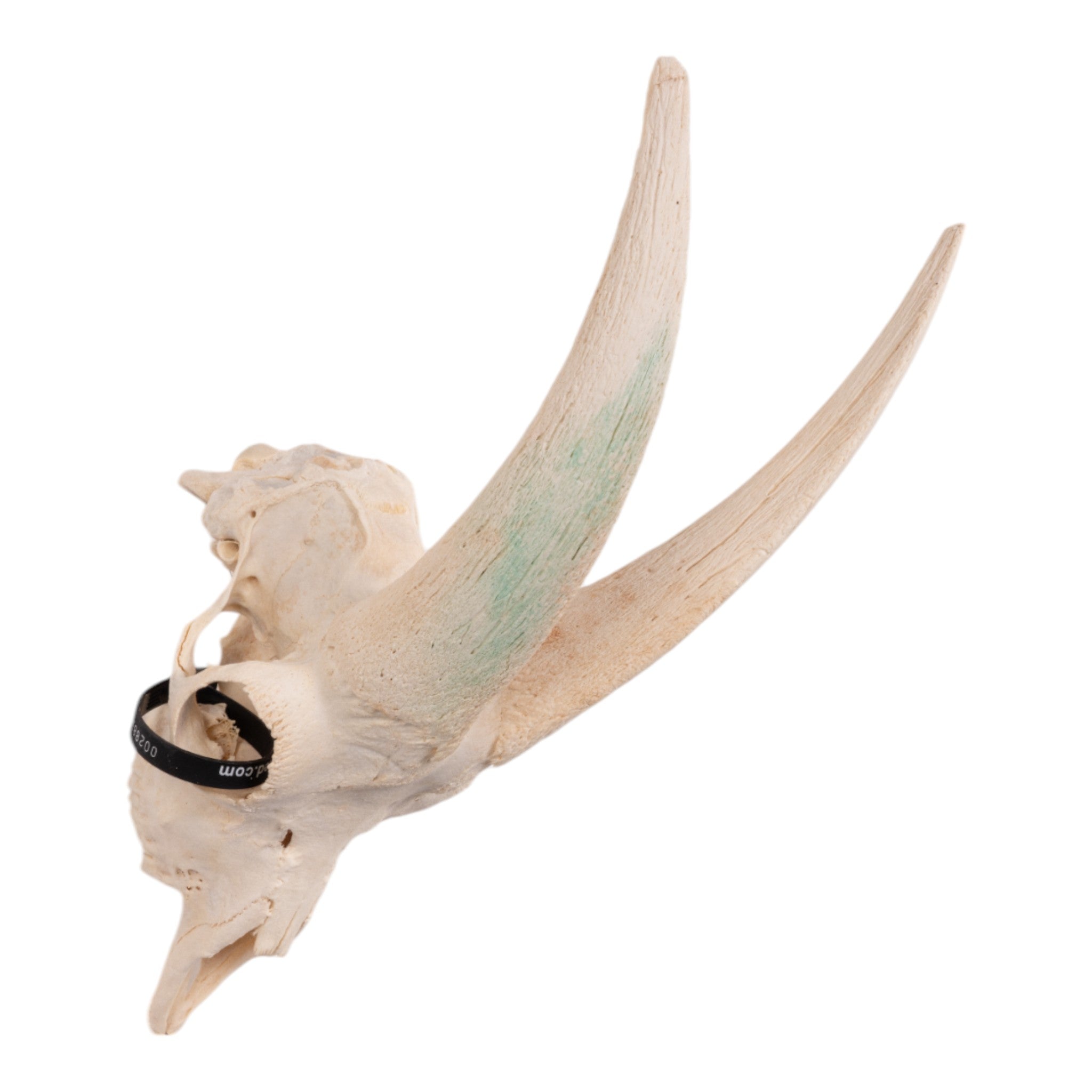 Natural Real Domestic Goat Skull Without Horns - Taxidermy Specimen for Home Decor, Gothic Display, and Educational Use