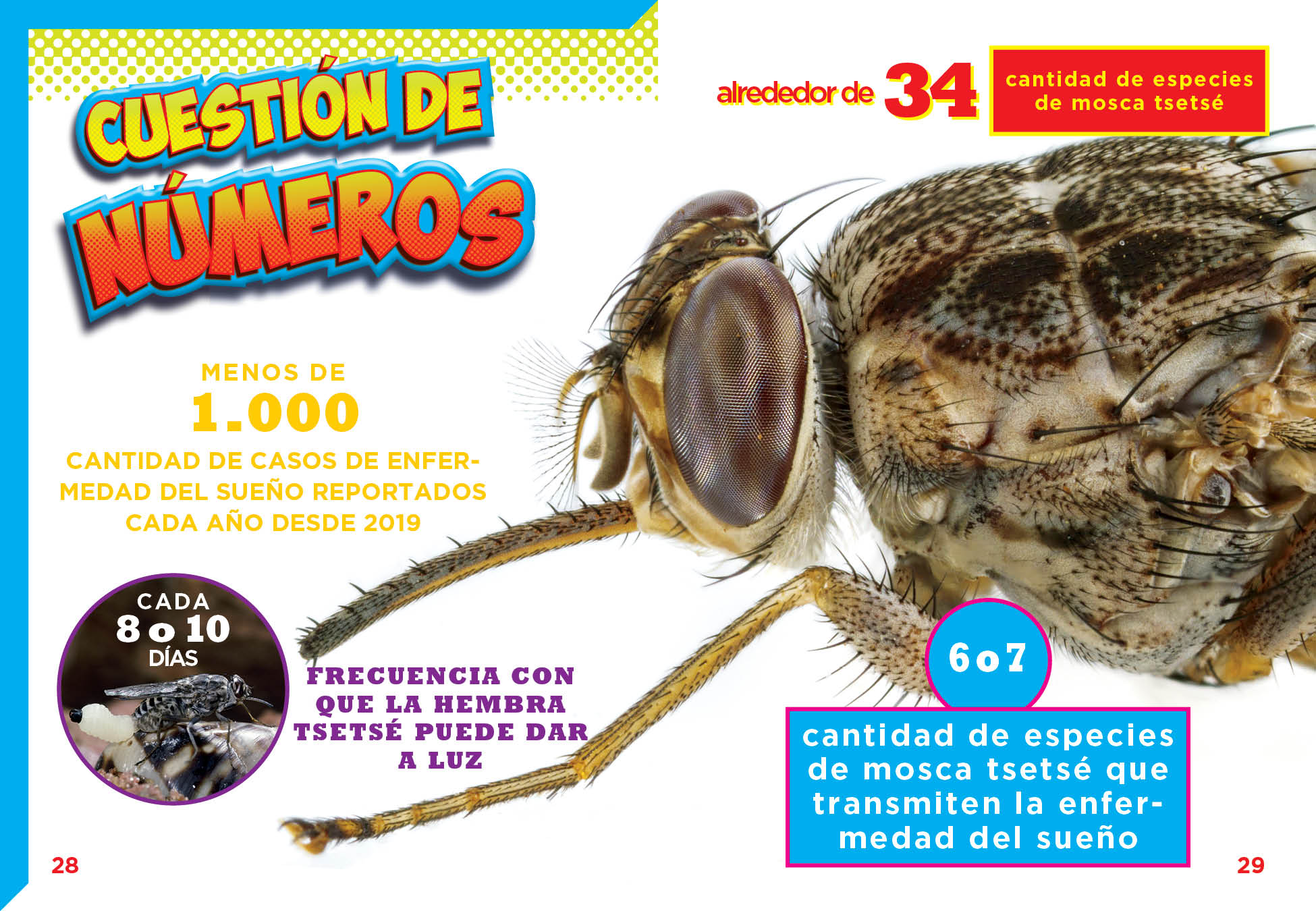 La Mosca Tsetse Book 9781623108359 - Learn About Tsetse Flies & Their Impact - Perfect for Biology Students & Insect Enthusiasts