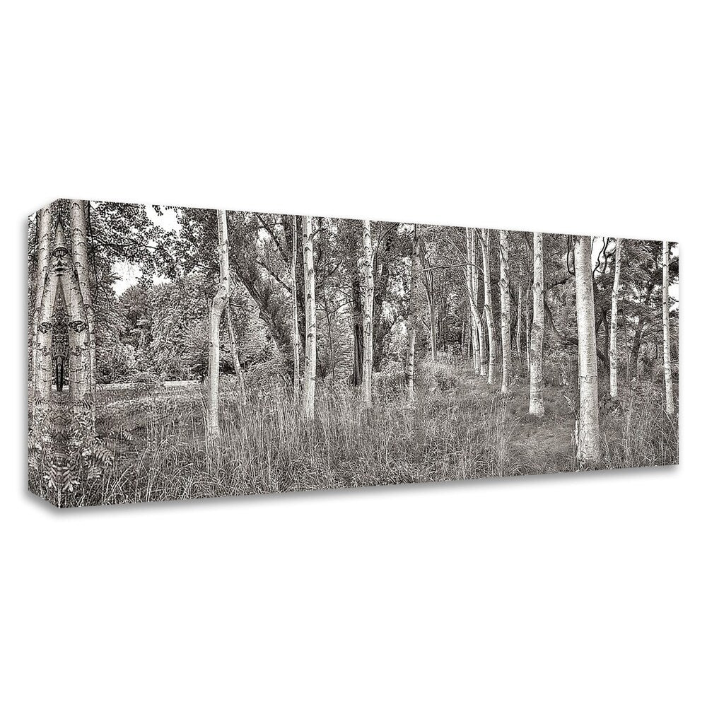 Alan Blaustein Birch Trees No.2 Canvas Art Print - Stretched & Ready to Hang - Nature Landscape Wall Decor for Living Room, Bedroom & Office