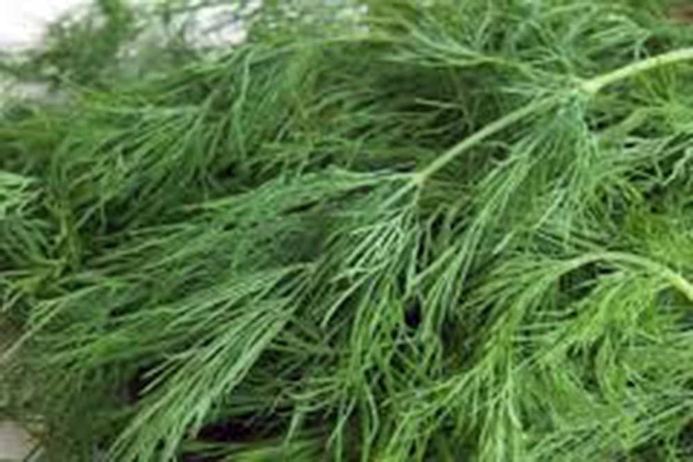 Organic Non-GMO Heirloom Dill Seed - Mammoth Long Island Variety (100+ Seeds) for Fresh or Dried Herbs - Perfect for Pickling, Cooking, and Home Gardening