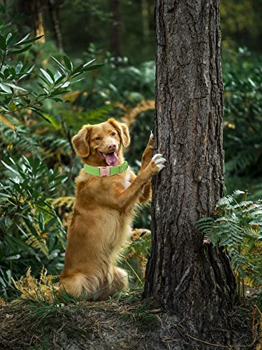 **Premium Adjustable Leather Dog Collar and Leash Set - Durable Pet Collar for Large Dogs (Boys & Girls) - Perfect for Walks, Training & Outdoor Adventures**