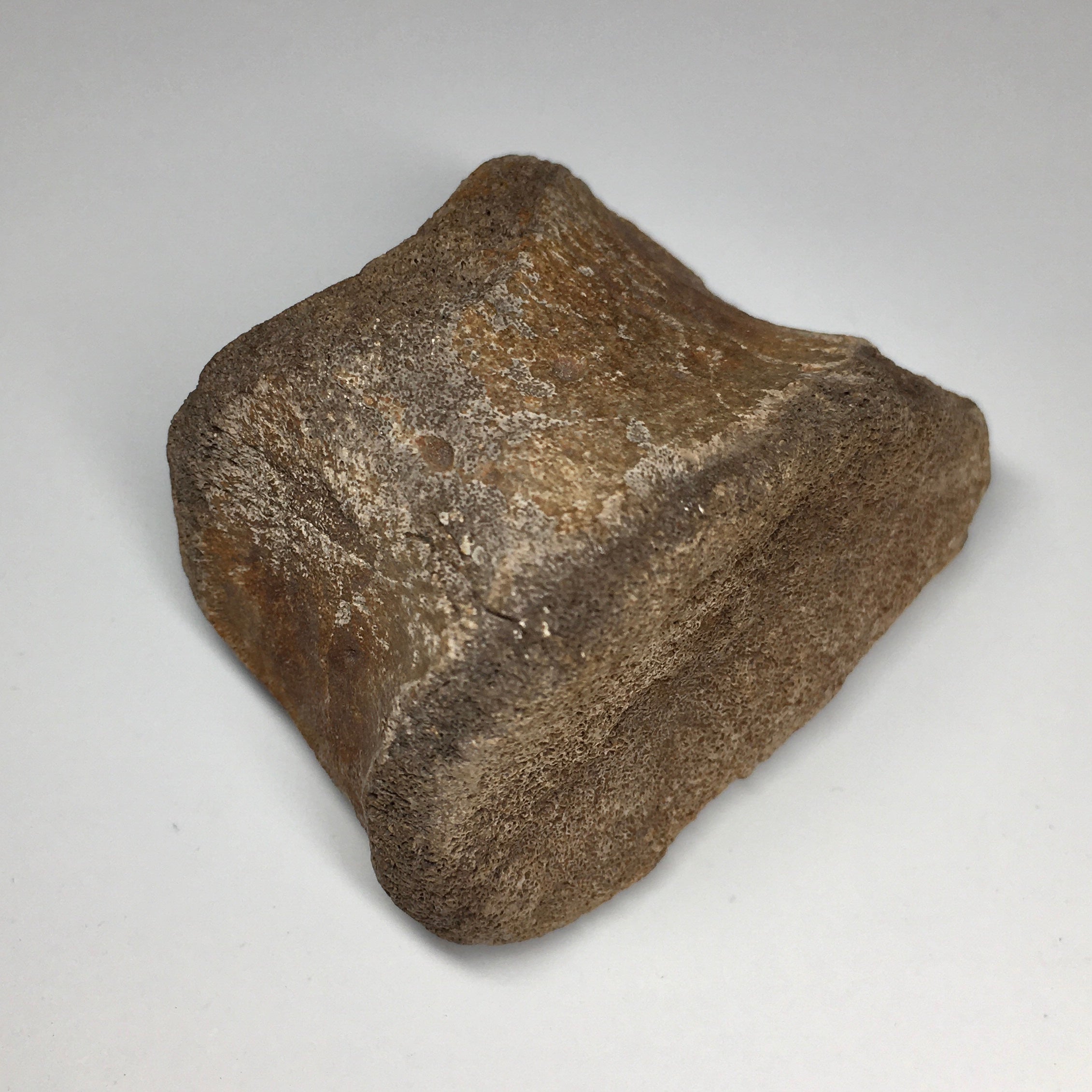 Authentic Duck-Billed Dinosaur Toe Bone Fossil - Rare Dinosaur Collectible for Paleontology Enthusiasts & Home Decor - Perfect for Science Classrooms, Museum Displays & Dinosaur-Themed Rooms