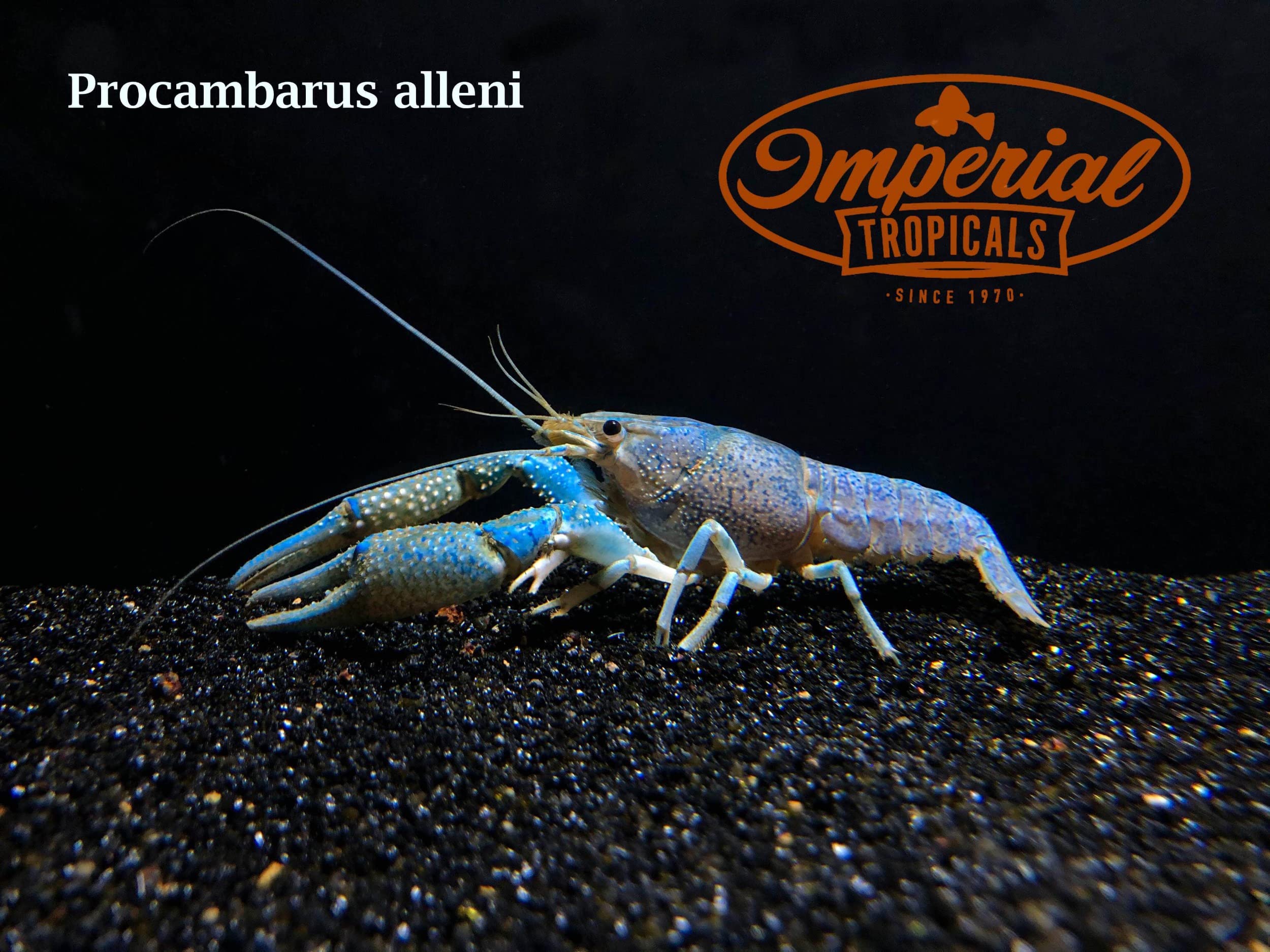 Electric Blue Crayfish (Procambarus alleni) - Live Freshwater Aquarium Lobster for Fish Tanks, Ponds & Aquatic Habitats - Stunning Blue Color for Home or Office Decor