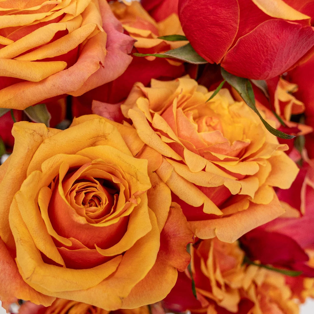 Aphrodite's Love Potion Bicolored Rose Bouquet - Romantic Gift for Valentine's Day, Anniversary & Wedding Decor