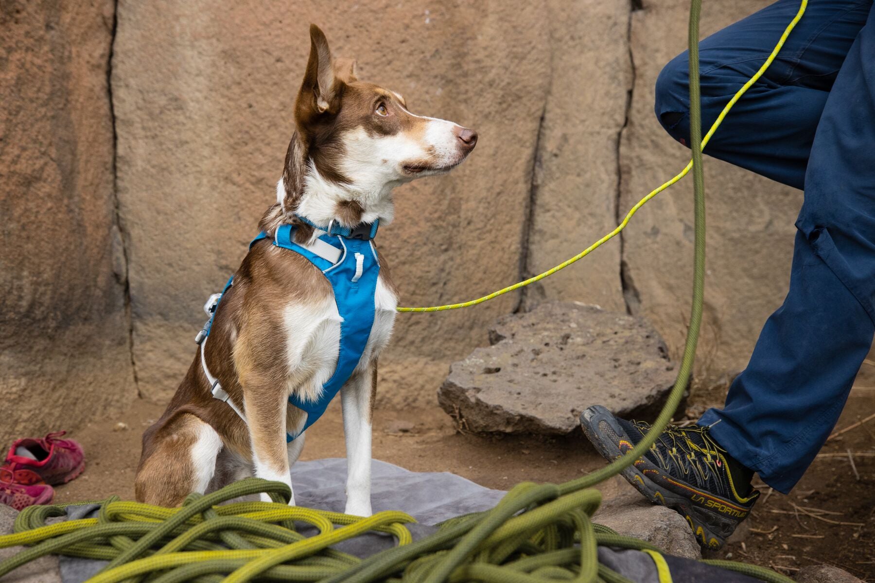Ruffwear Flagline Reflective Dog Harness with Handle - Adjustable No-Pull Pet Vest for Hiking, Running & Outdoor Adventures - Lightweight & Durable for Medium to Large Dogs