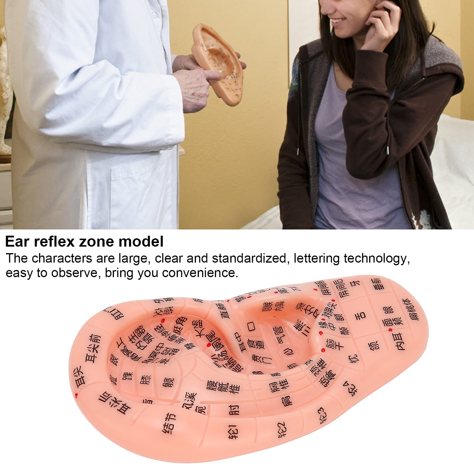 ZJchao Human Ear Acupuncture Model - Detailed Ear Acupoint Learning Display with 120+ Pressure Points, Perfect for Acupuncture Training, Massage Therapy & TCM Education - Ideal for Classrooms, Clinics and Self-Study