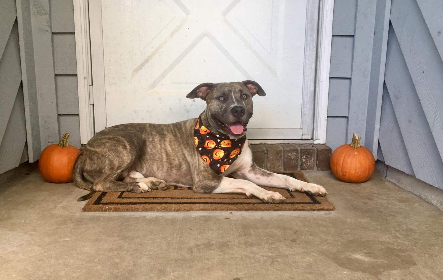 4 Pack Halloween Dog Bandana - Reversible Pumpkin Print Triangle Bib Scarf for Dogs & Cats - Pet Costume Accessories (Large Size) - Perfect for Halloween Parties, Pet Photos & Costume Contests