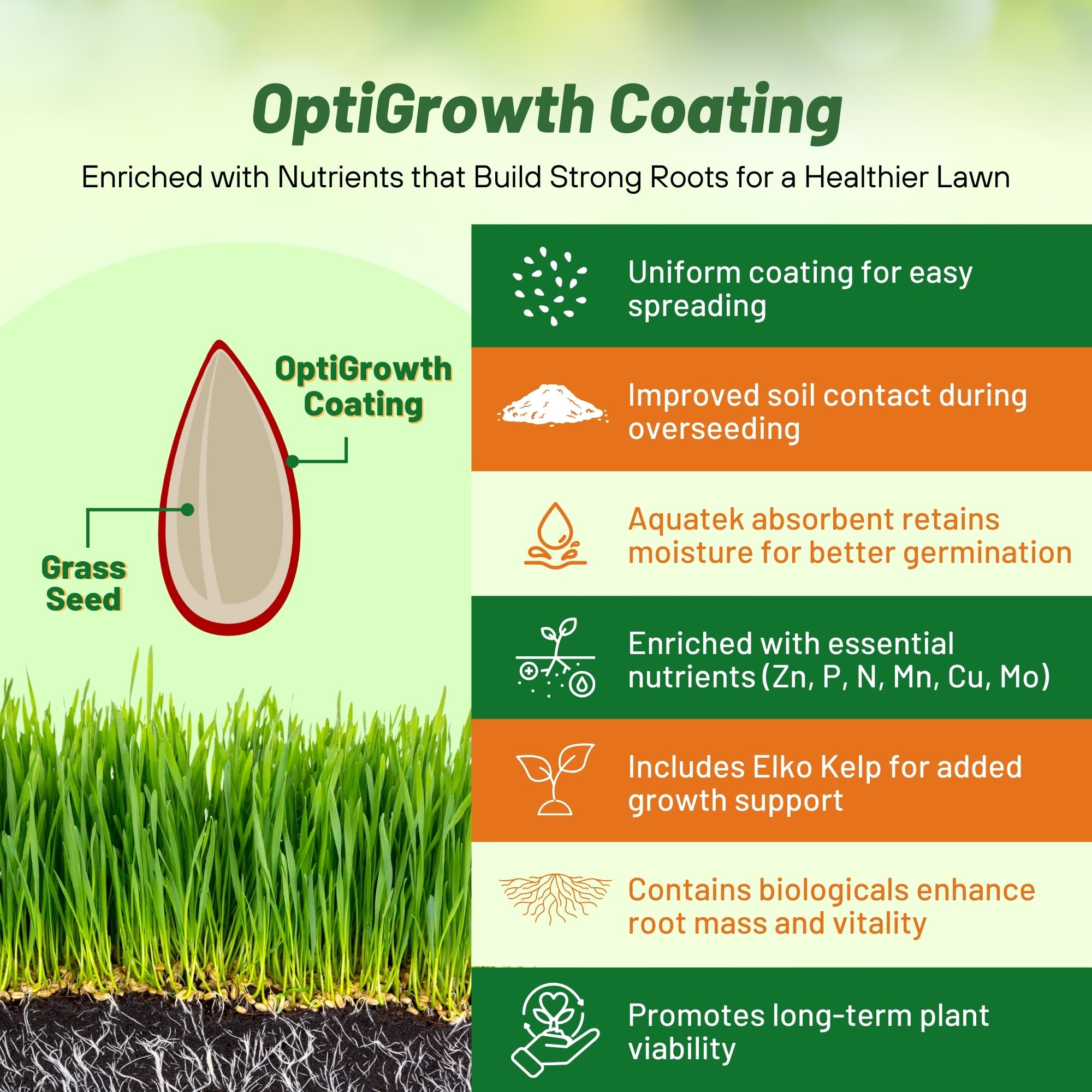 Outsidepride SPF-30 Hybrid Bluegrass Seeds - 50 lbs | Heat & Drought Resistant Lawn Seed Mix | Texas Bluegrass & Kentucky Bluegrass Blend | OptiGrowth Coated for Fast Germination | Ideal for Challenging Climates, Golf Courses & High-Traffic Lawns