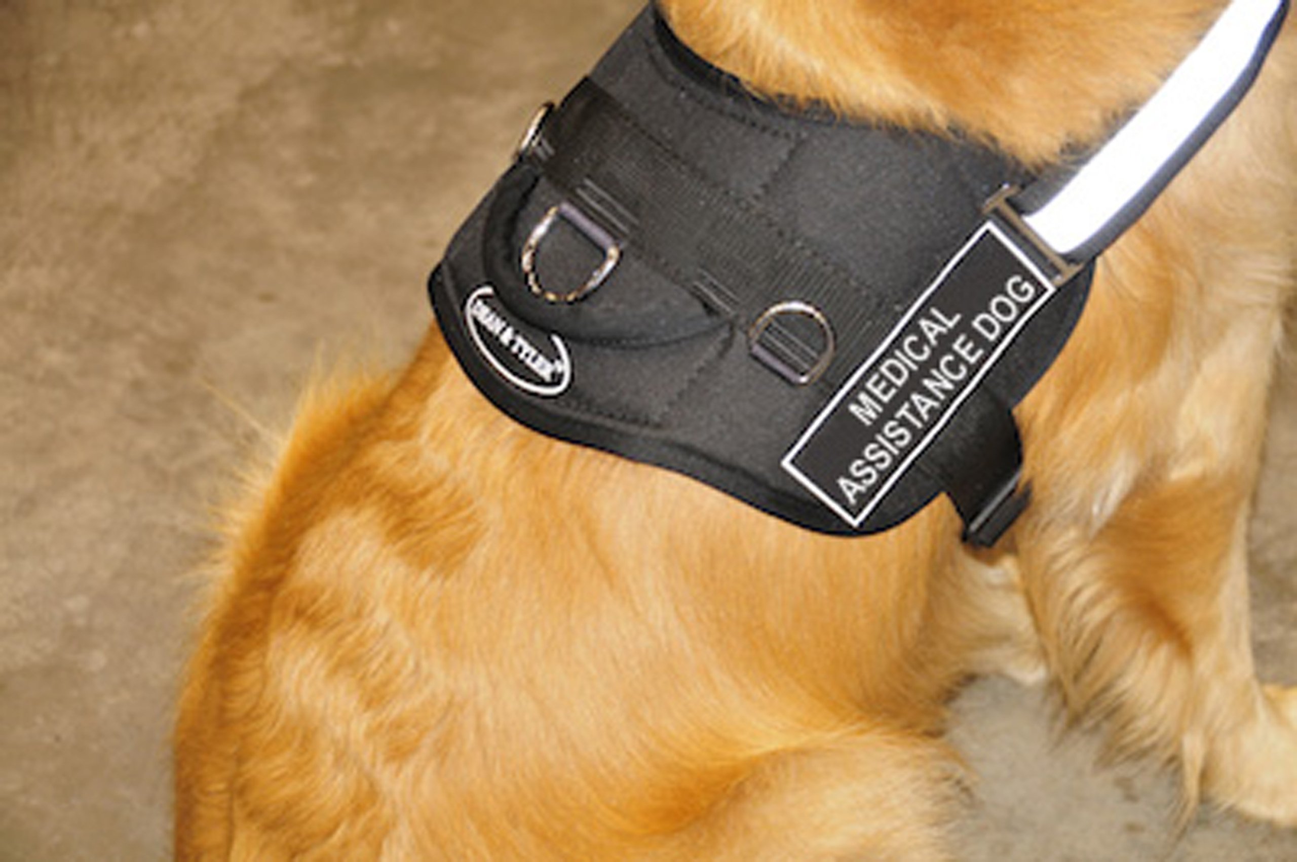 DT Works Adjustable Dog Harness for Medical Assistance - Black/White X-Small (Fits 21-26 Inch Girth) - Perfect for Service Dogs, Therapy Pets & Daily Walks