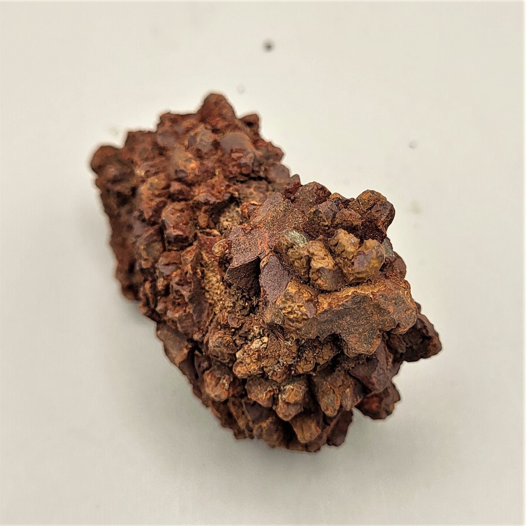 Authentic Coprolite Fossil Specimen - Prehistoric Dinosaur Dung for Collectors & Science Enthusiasts - Perfect for Educational Displays & Unique Home Decor