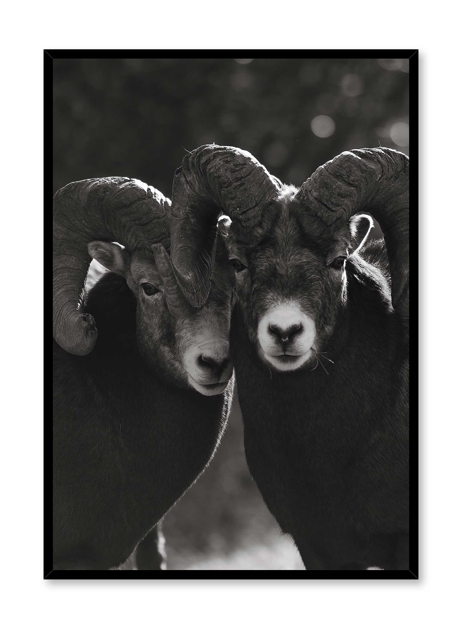 Mouflon Duo Poster - Premium Wall Art Decor for Living Room, Bedroom & Office - Stylish Home & Office Decoration for Modern Spaces