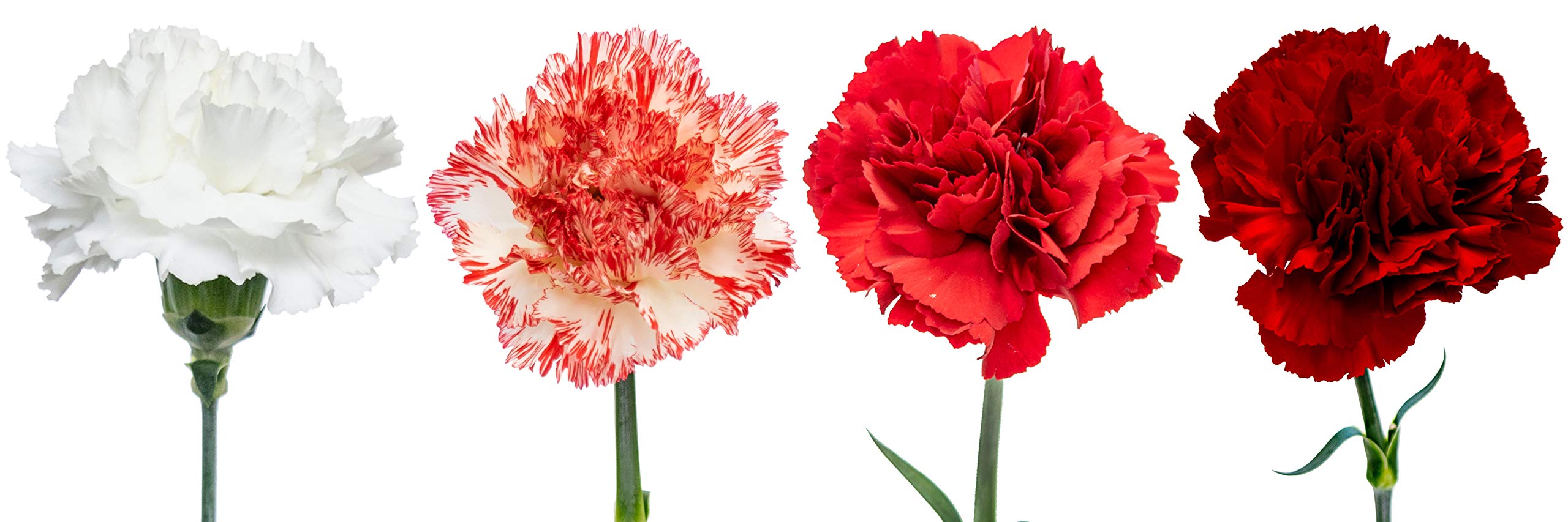 FlowerPrime 150 Christmas Carnations - Fresh Natural Cut Flowers for Holiday Decorations, Christmas Centerpieces & Festive Home Decor - Special Holiday Variety Pack