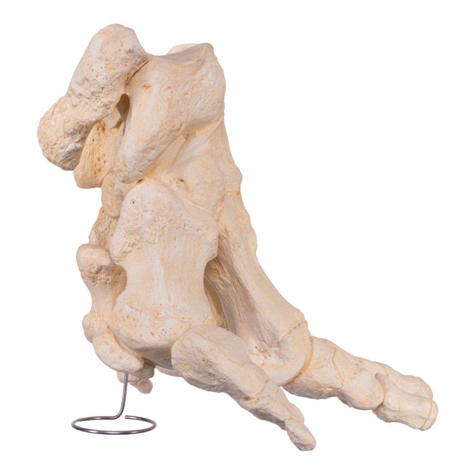 Authentic African Elephant Foot Replica - Handcrafted Home Decor & Unique Gift for Wildlife Enthusiasts | Perfect for Safari-Themed Rooms, Office Decor, and Collector Displays