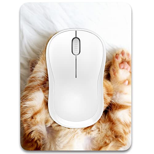 Z-Cute Cat