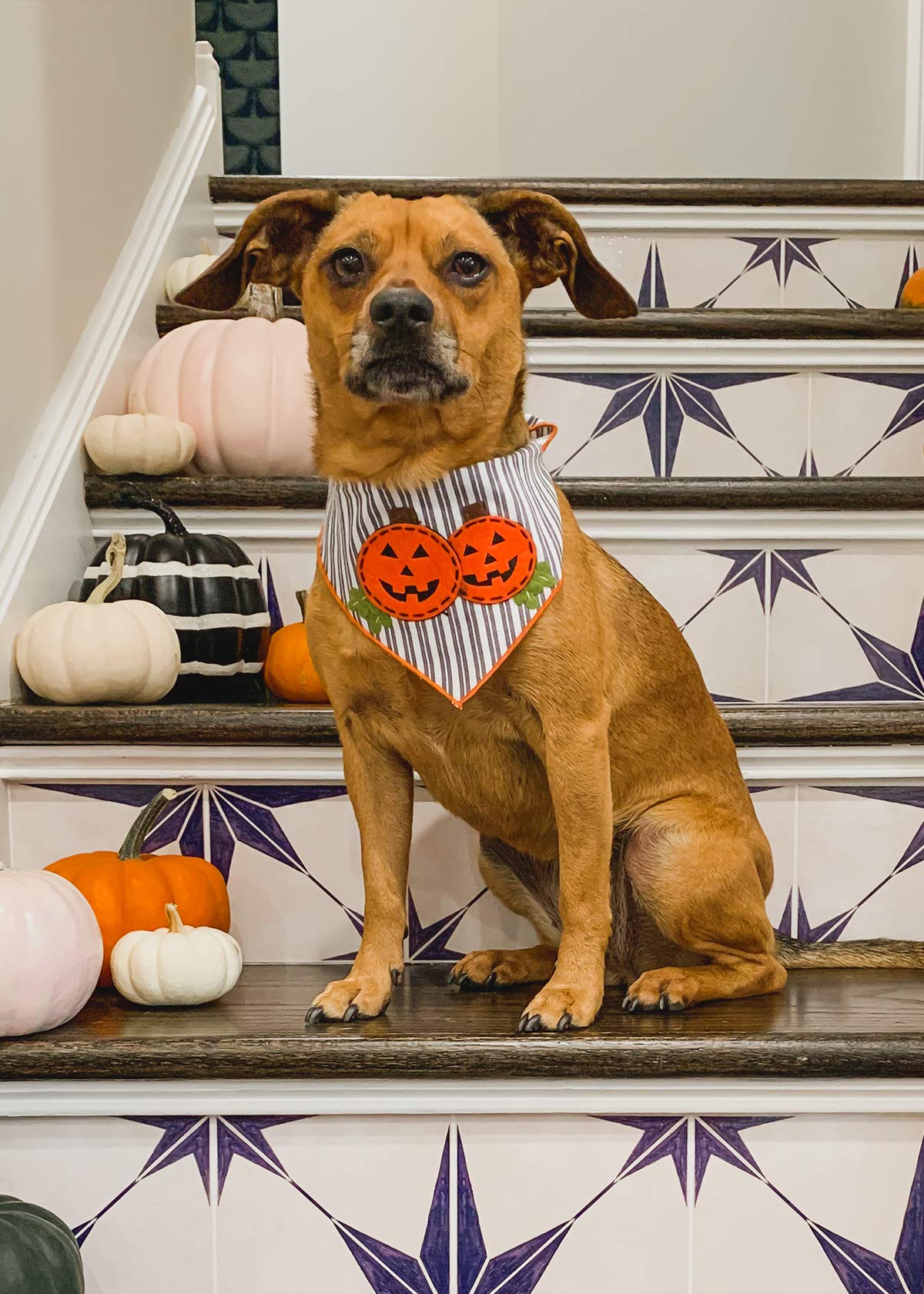 Halloween Dog Bandanas for Medium to Large Dogs - 100% Cotton Pumpkin Design Pet Bandana for Halloween Costumes, Parties & Photo Shoots