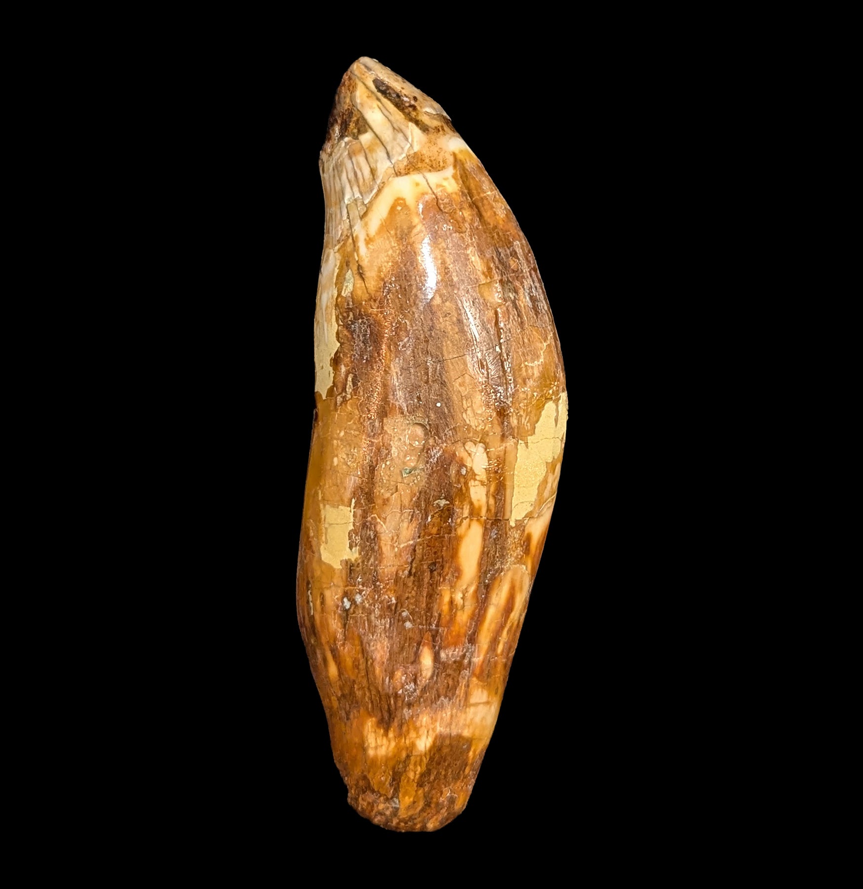 Authentic Fossil Cave Bear Canine Specimen - Genuine Ice Age Collectible for Paleontology Enthusiasts - Perfect for Museum Displays, Educational Collections, and Home Decor