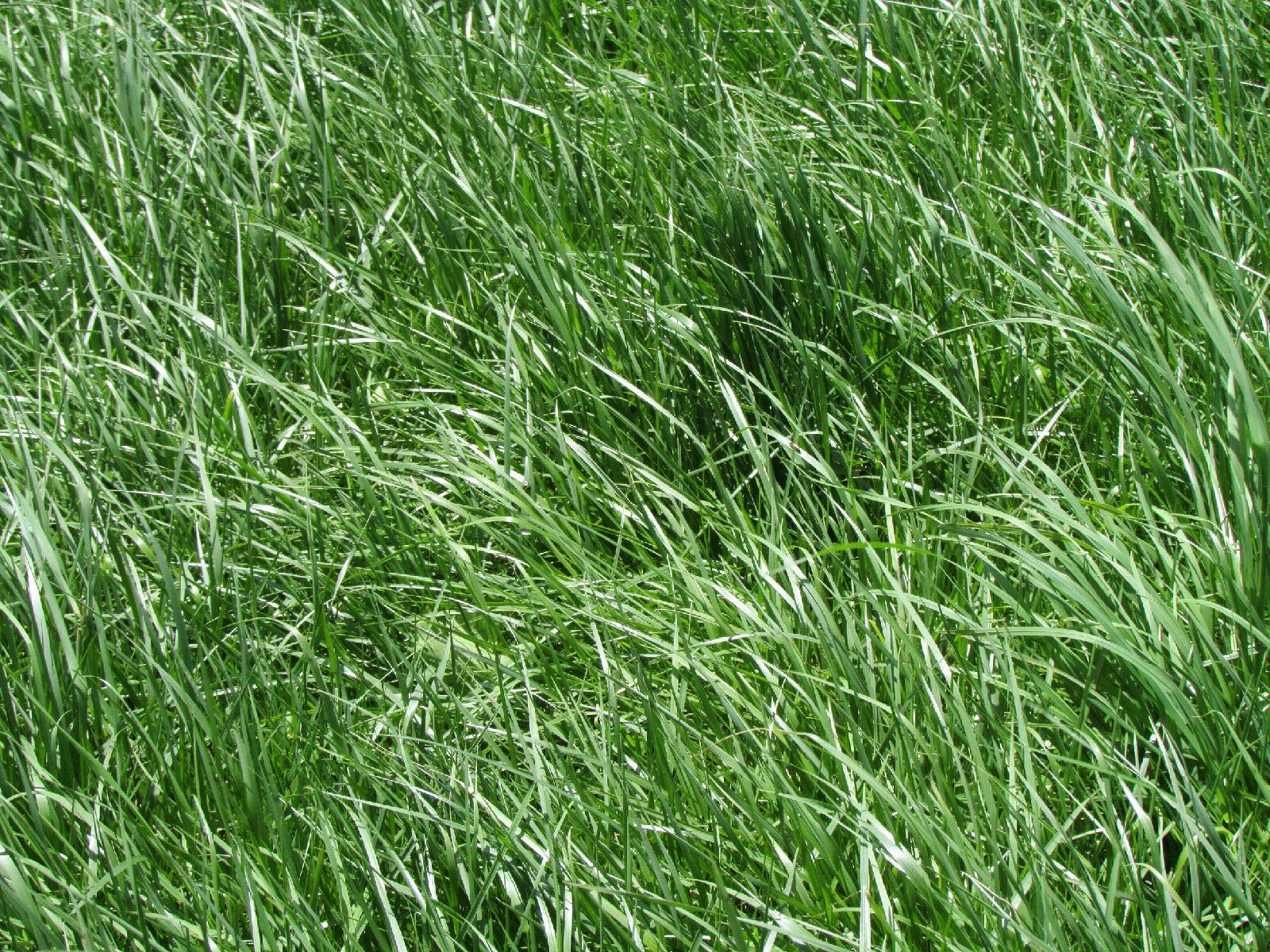 Kentucky 31 Tall Fescue Grass Seeds - 10 LB Bag of Raw, High-Quality Lawn Seed by Buch4Land for Pastures, Lawns & Landscaping | Drought-Resistant Turf Solution
