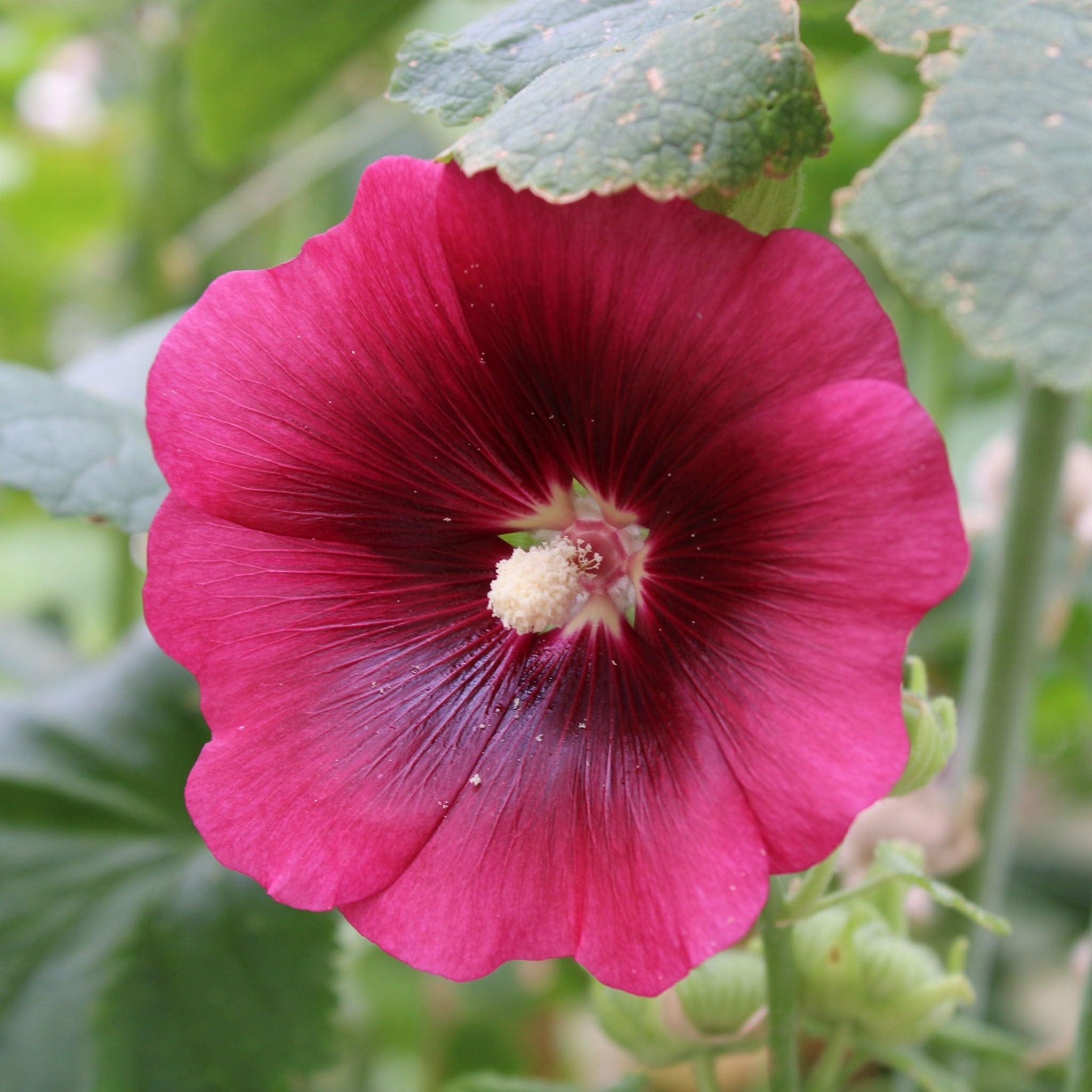 Eden Brothers Hollyhock Seeds - Henry VIII - Red Flower Seeds for Planting | Tall Cottage Garden Flowers | Perfect for Borders, Cut Flowers & Pollinator Gardens