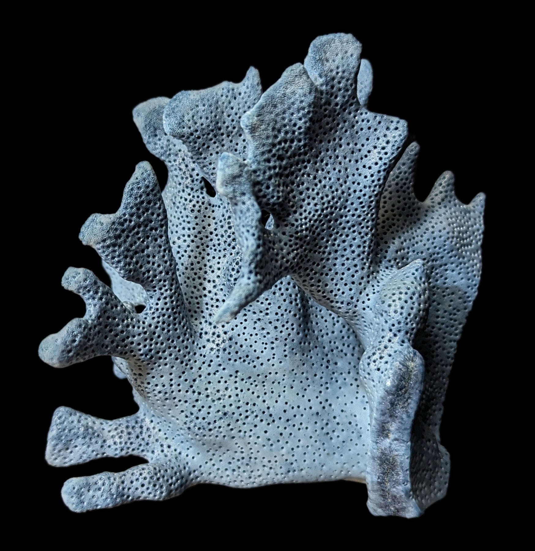 Premium Blue Heliopora Coerulea Coral for Saltwater Aquariums - Vibrant Live Coral for Reef Tanks & Marine Aquascaping