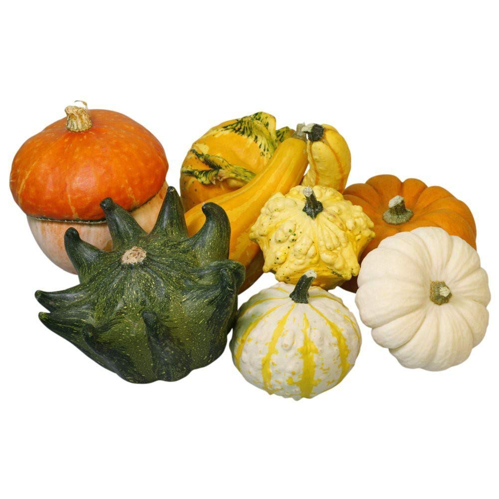 Organic Non-GMO Ornamental Gourd Mix - 25 Open-Pollinated Seeds for Fall Decor, Thanksgiving Centerpieces & DIY Crafts (Small Mixed Variety)