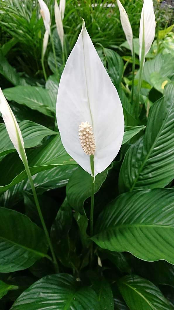 Peace Lily Live Plant - Spathiphyllum in 6 Inch Pot | Air Purifying Indoor Houseplant for Home, Office & Bedroom Decor | Low Maintenance Houseplant Gift Idea