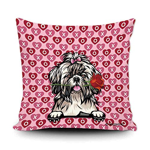 Shih Tzu-2