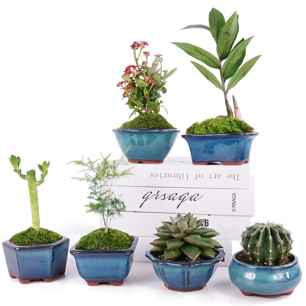 MUZHI 6-Pack Glazed Ceramic Bonsai Pots - 3