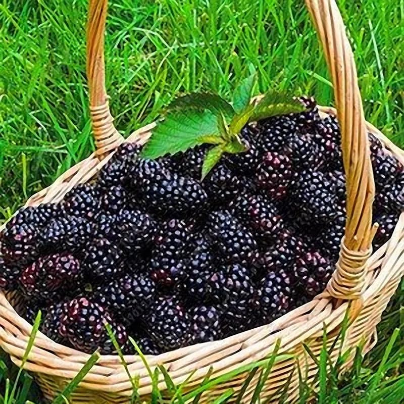 Non-GMO Mixed Fruit Seeds for Planting - 100 Grape, 100 Apple, 100 Kiwi, 100 Cherimoya, 10 Mulberry, 20 Cherry Seeds - Fresh Home Garden Seeds for DIY Planting, Backyard Orchard & Indoor Gardening