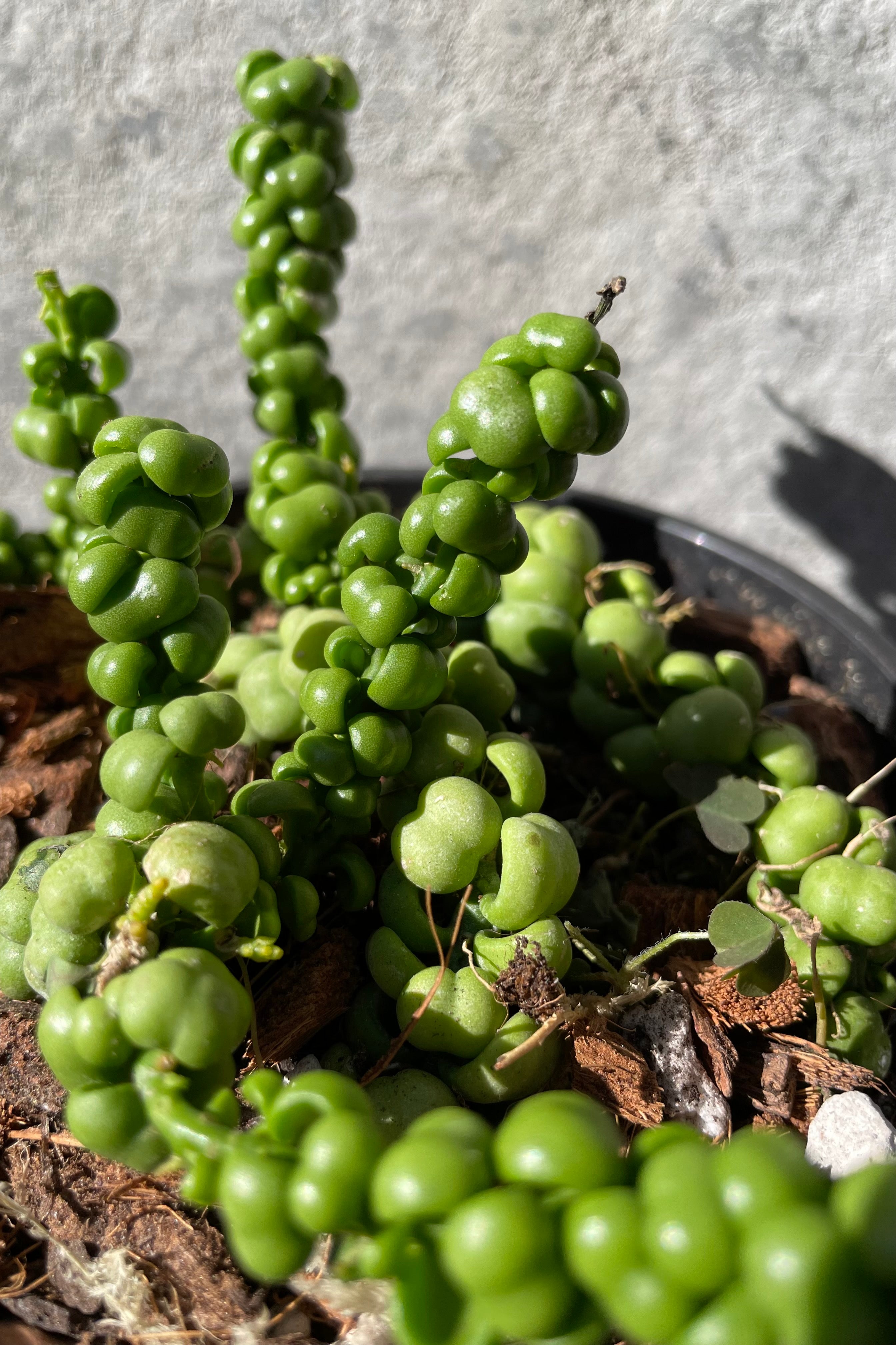 Dischidia nummularia 'Dragon Jade' - 6 Inch Hanging Basket, Rare Succulent Plant for Home & Office Decor | Perfect for Indoor Gardens, Terrariums, and Gift Ideas
