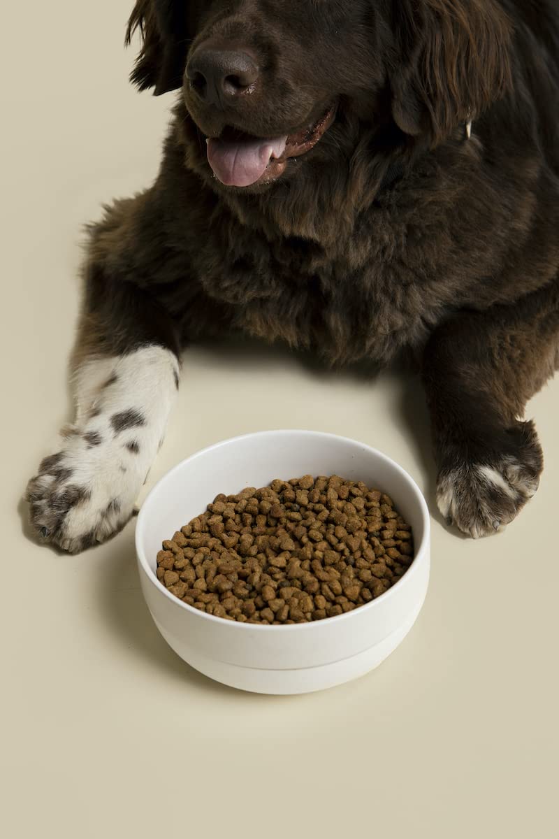 Waggo Ceramic Non-Slip Dog Bowl with Rubber Base for Small & Large Breeds - Heavyweight Pet Food Dish, Anti-Skid Design, Dishwasher Safe (Small, Light Grey) - Perfect for Home, Travel & Outdoor Feeding