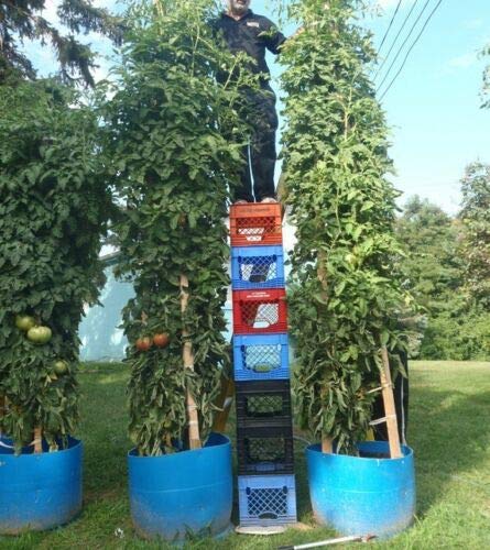Bulk Tomato Tree Seeds - Tallest & Largest Variety, Heavy Yield, Easy Picking (400 Seeds) - Perfect for Home Gardens, Greenhouses & Commercial Farming