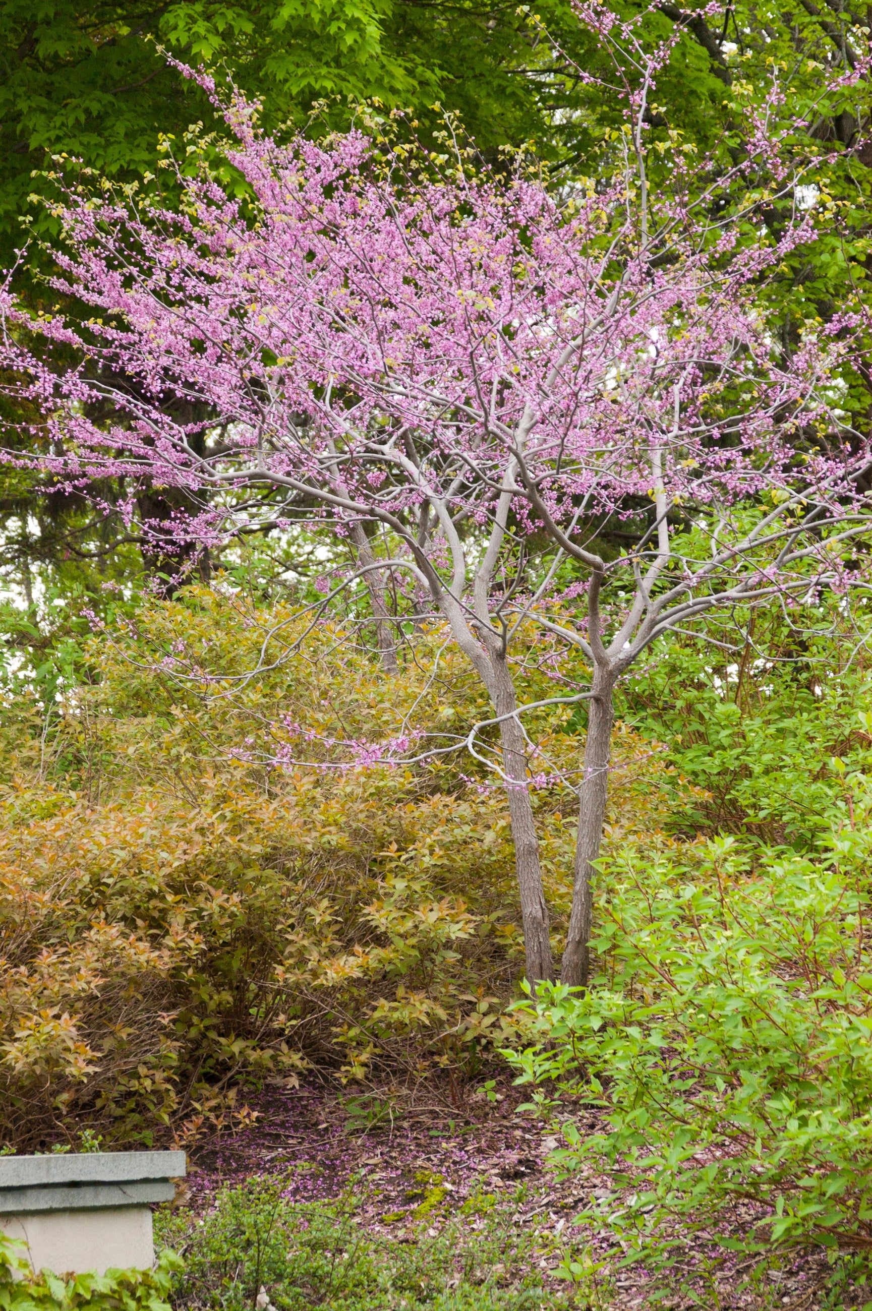 Cercis Canadensis MN Strain #10 - Premium Redbud Tree for Landscaping & Garden Decoration | Perfect for Backyard, Patio, and Outdoor Spaces
